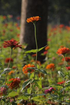 百日菊