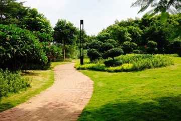公园树林风景