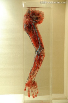 人类手臂血管标本