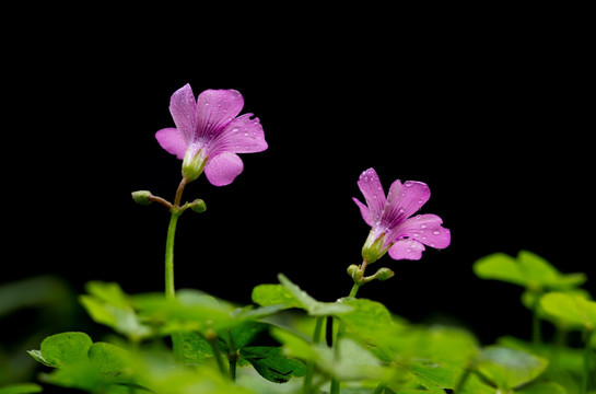 紫花酢浆草