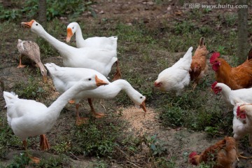 鹅 鸡