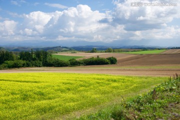 日本北海道美瑛