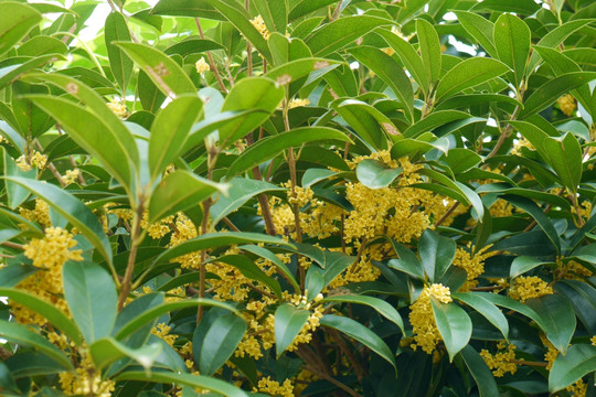 桂花树
