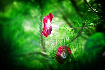 牵牛花