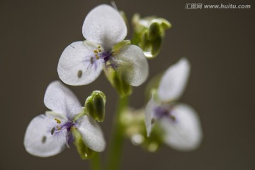 水晶小草花