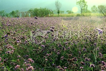 马鞭草