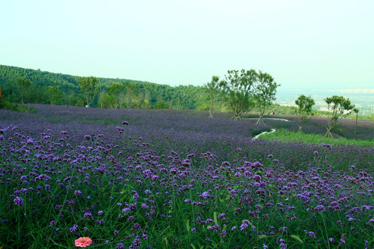 马鞭草  紫花