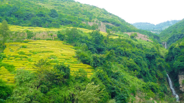 山上的梯田