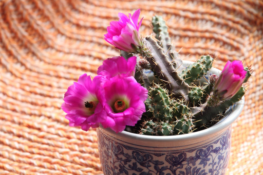 美花角 粉色花