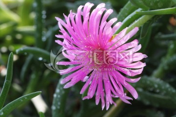 多肉植物 松针菊 粉色花