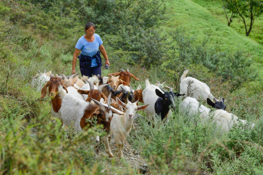 汶川山区牧羊