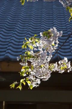 樱花树