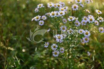 美丽的菊花