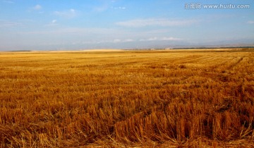 秋季麦田风光