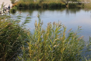 湿地芦苇