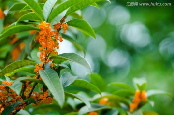 朱红色的桂花