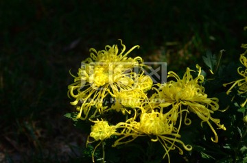 菊花 金丝菊