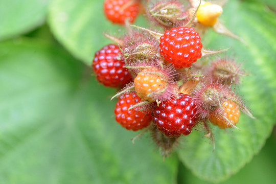 树莓果实