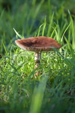 蘑菇摄影作品