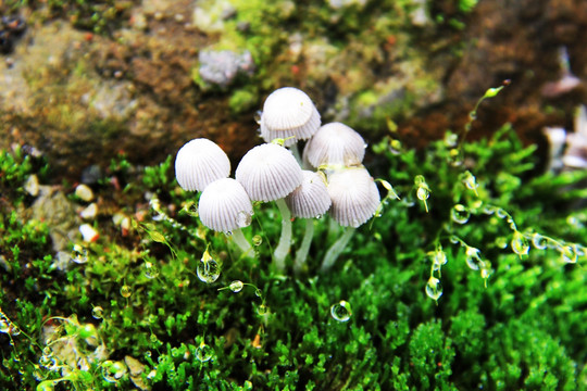 晶莹水滴 小白菌