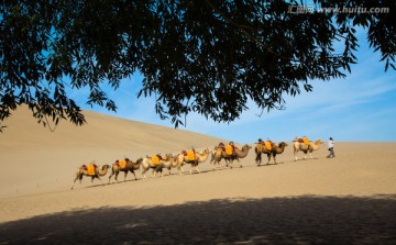 鸣沙山 骆驼