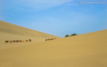 鸣沙山 沙漠骆驼