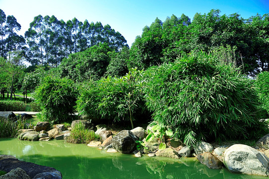 水边的竹子石头