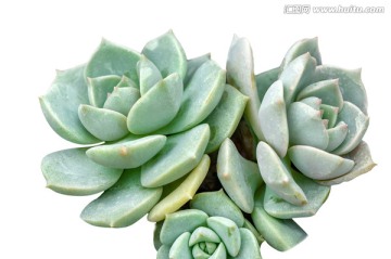 多头白牡丹