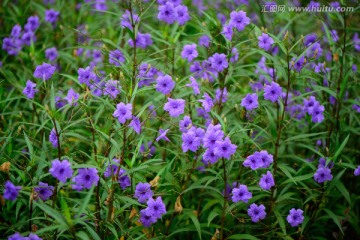 蓝紫色花朵翠芦莉