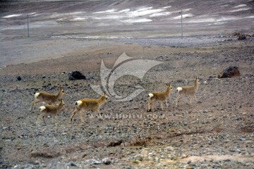 国家二级保护动物藏原羚