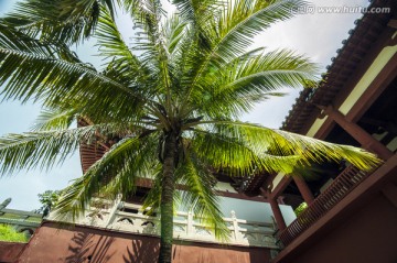 南山寺一角的椰树
