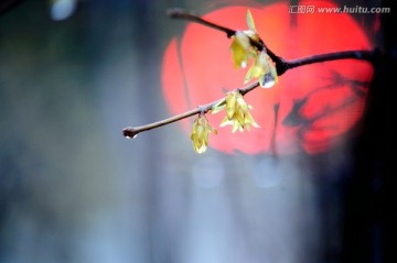 冬雨后的腊梅花