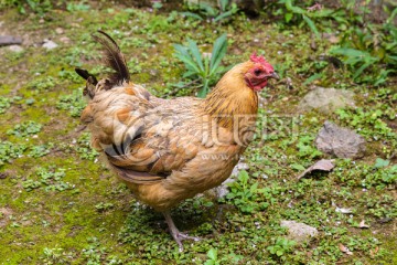 母鸡 hen 土鸡 家禽