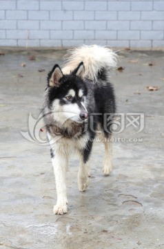 狗 哈士奇 西伯利亚雪橇犬
