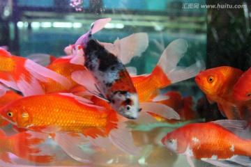 水底景观 红金鱼