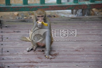 猴子 动物吃食