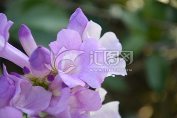 紫色小花 花蕊 花苞 野花
