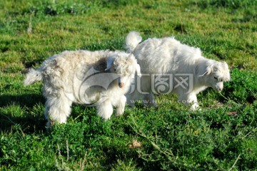小绵羊吃草