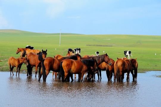 内蒙古草原上饮水的马群