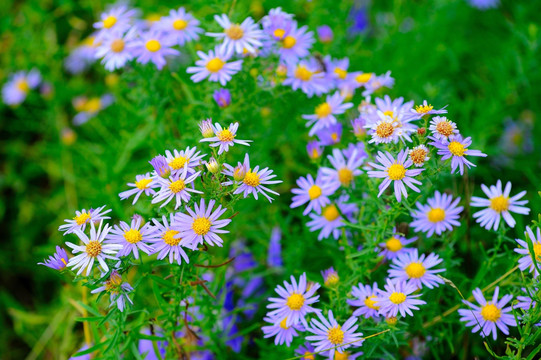 一丛野花马兰花