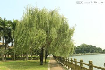 夏风扶柳树