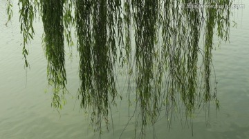 柳树条