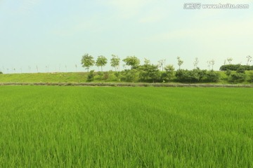绿色稻田