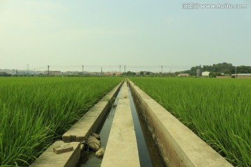 水稻田