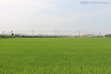 绿色稻田