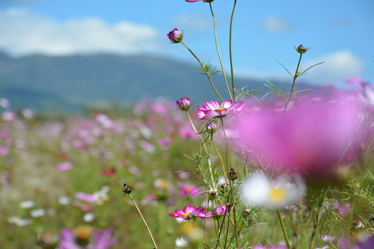 小花 野花 粉色花 花海