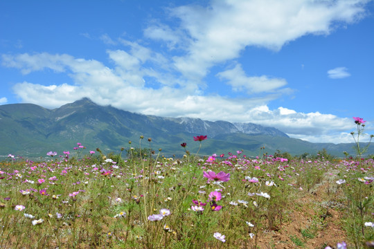 花朵 野花 小粉花 花蕊 花蕾