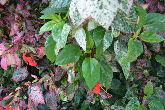 花丛 花草 红花绿叶