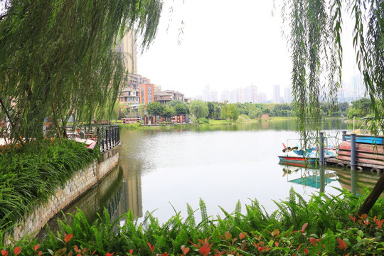 重庆融侨公园湖、柳树和花草