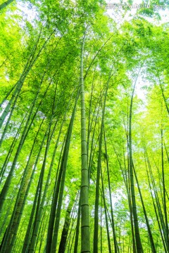 竹子 竹林